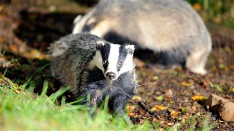 Govt vows to end badger cull in next five years .